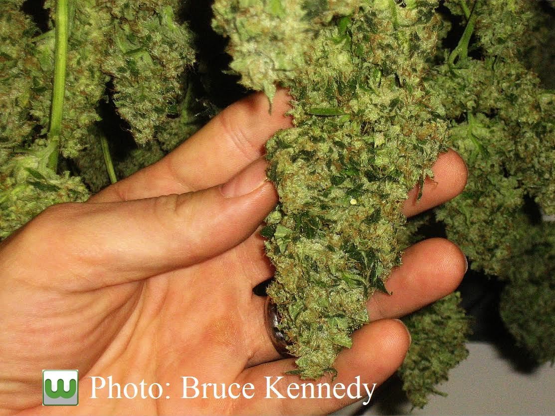 Image of hand and marijuana bud