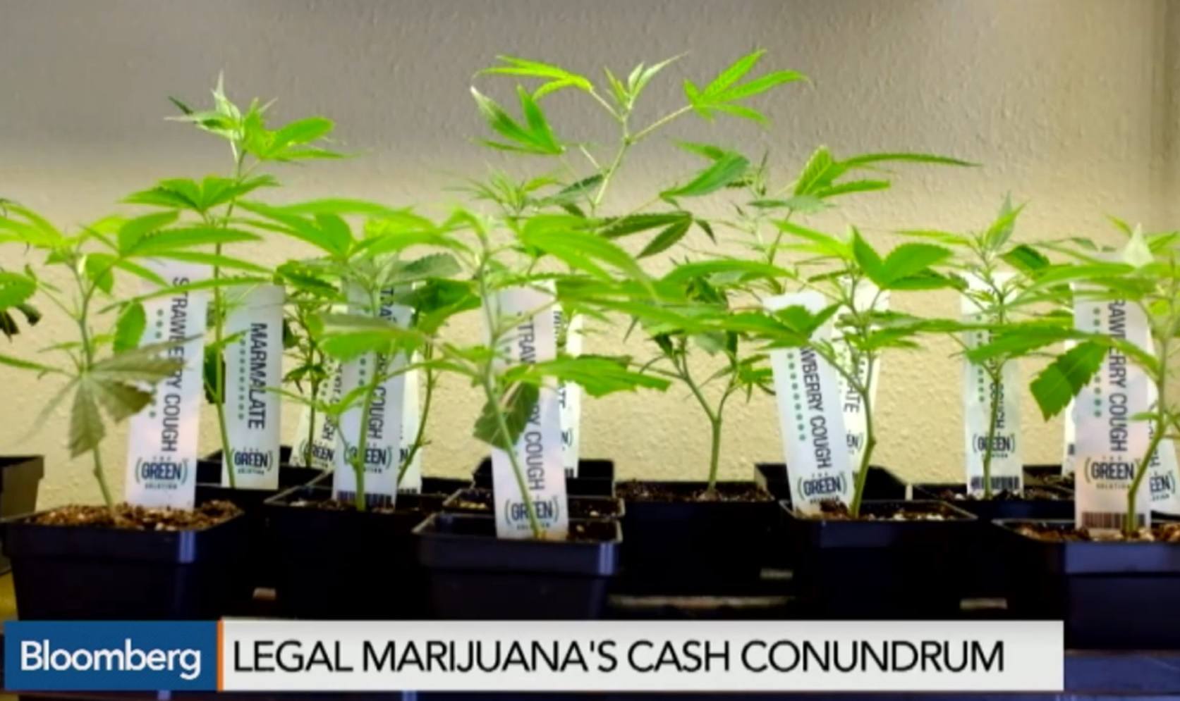 Image of Legal Marijuana plants available for sale 
