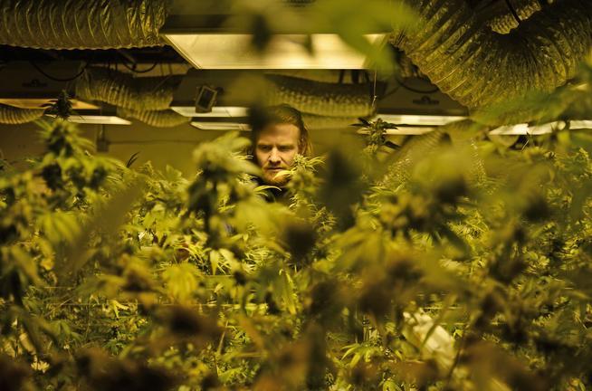 Robert Grandt works in the grow room at 3D Cannabis Center in Denver on March 11. Marijuana growing facilities contributed to the city's energy use increase. (RJ Sangosti, The Denver Post)