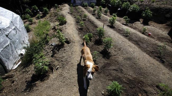 A dog patrols marijuana plants growing in Shelter Cove in Humboldt County, California. Water quality control boards around the state have begun cracking down on practices that affect local water supplies. (Barbara Davidson / Los Angeles Times