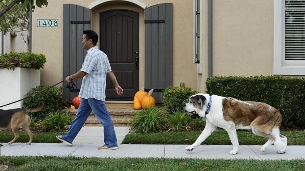After taking his CBD medicine Moose, a 10-year-old, 120-pound St. Bernard, goes for a walk in San Jose, California. Image: Brandon Chew, Special to The Chronicle