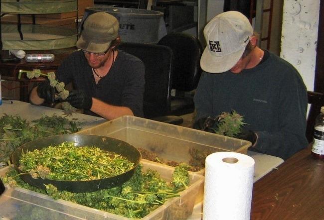Cannabis trimmers at a Denver operation. Image: WeedWorthy.com