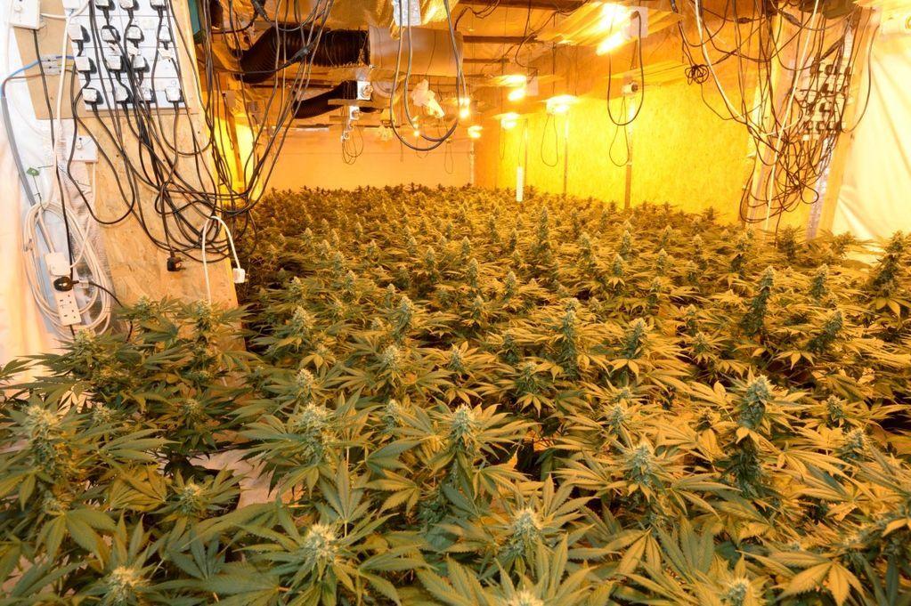 Image of an indoor marijuana grow
