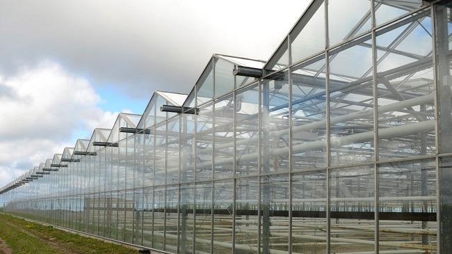 A seven-acre greenhouse facility in Ontario run by Supreme Pharmaceuticals, formerly a copper exploration company.  Image: Reuters/Euan Rocha