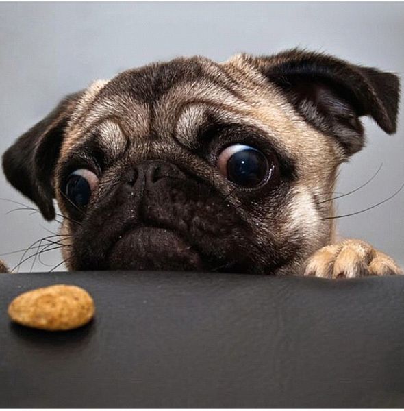 Pug dog and cookie. Image: Brandon2 via Wikimedia Commons