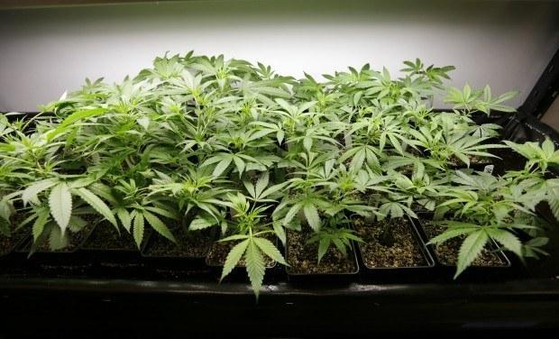 Image of young marijuana plants