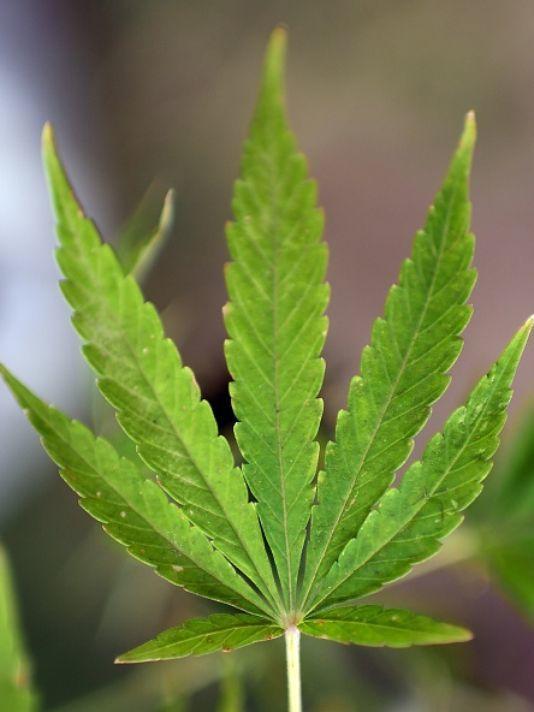 Image of a cannabis leaf