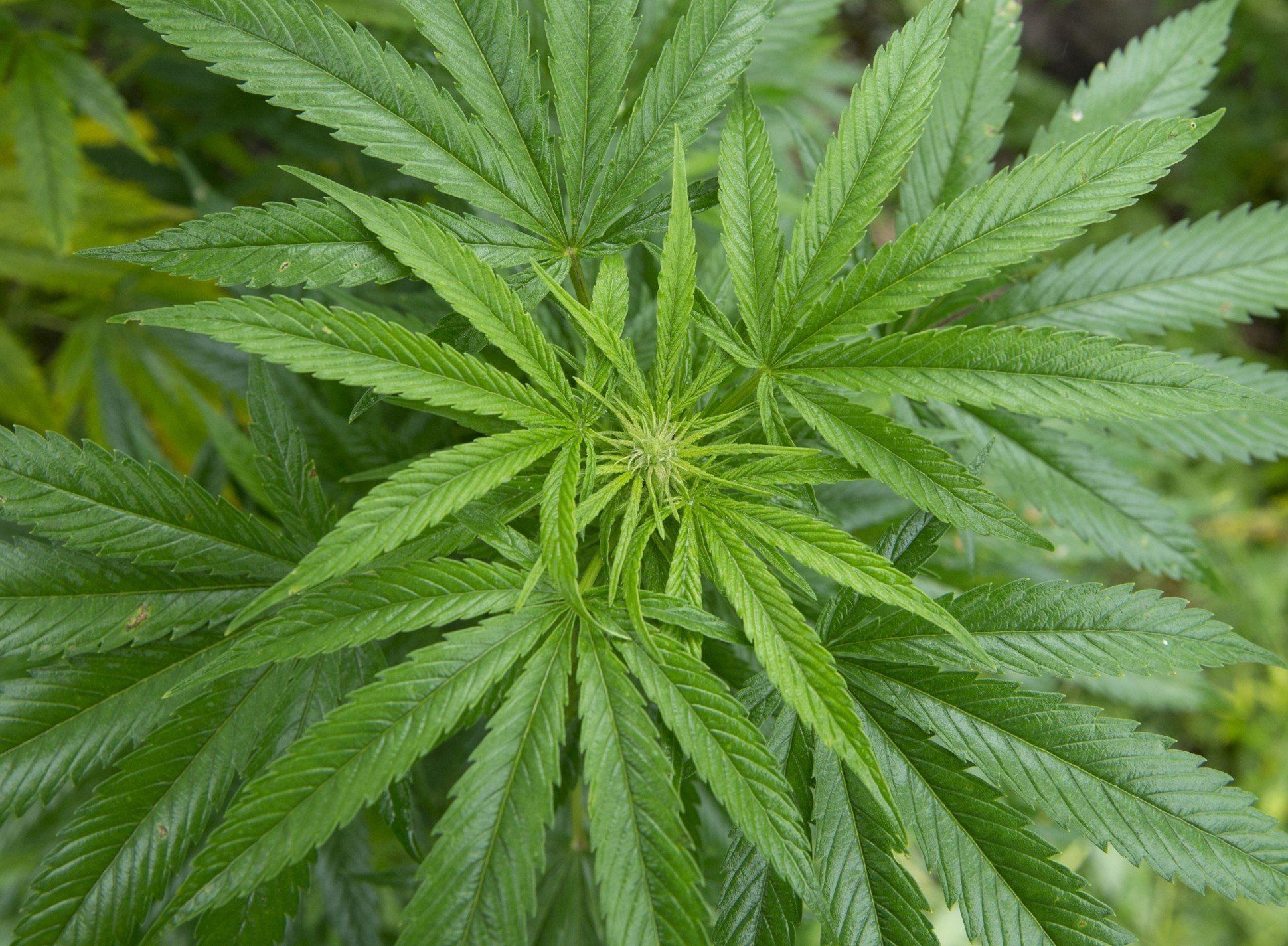 Image of marijuana bud