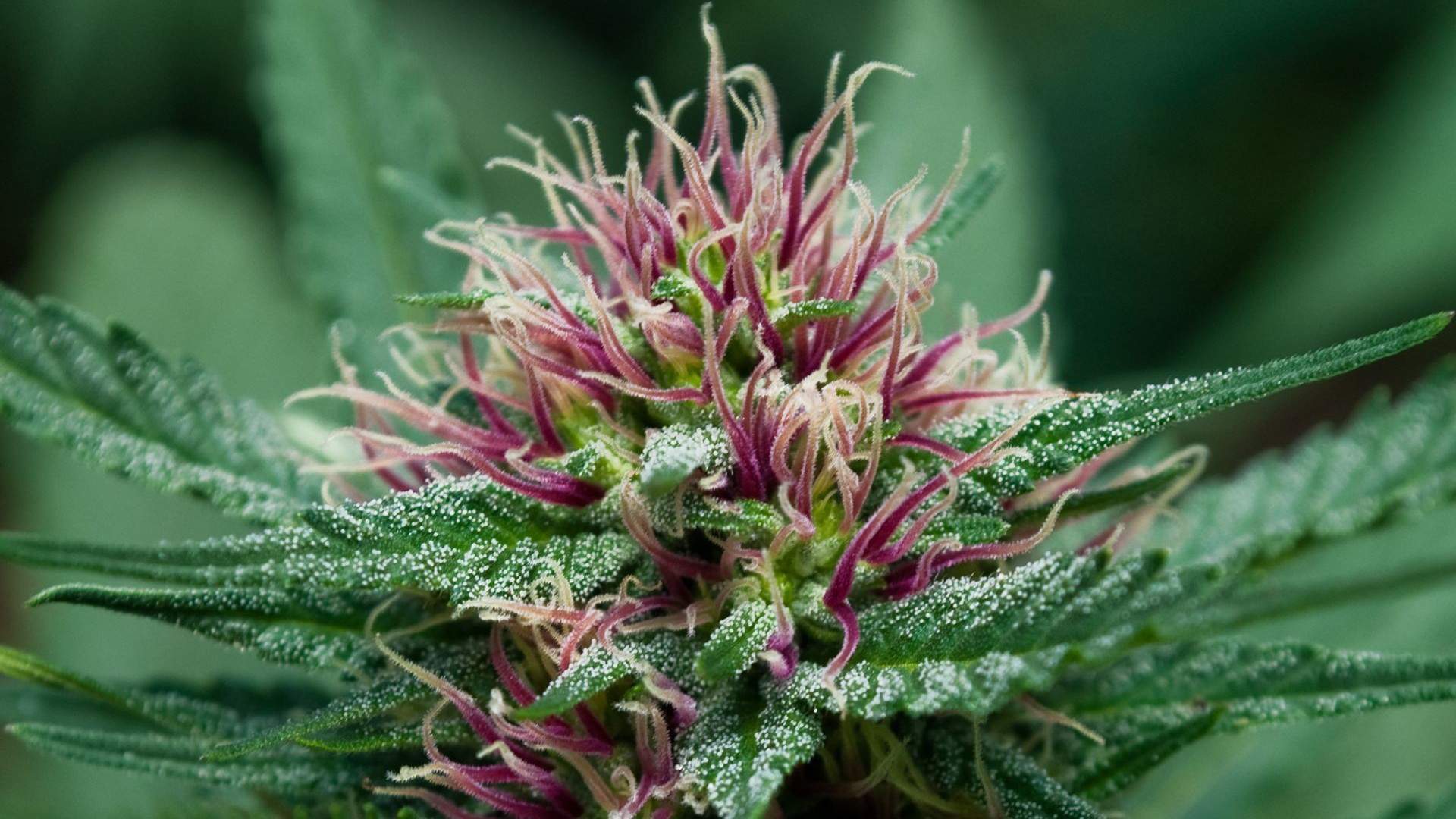 Image of a THC loaded marijuana flower top!