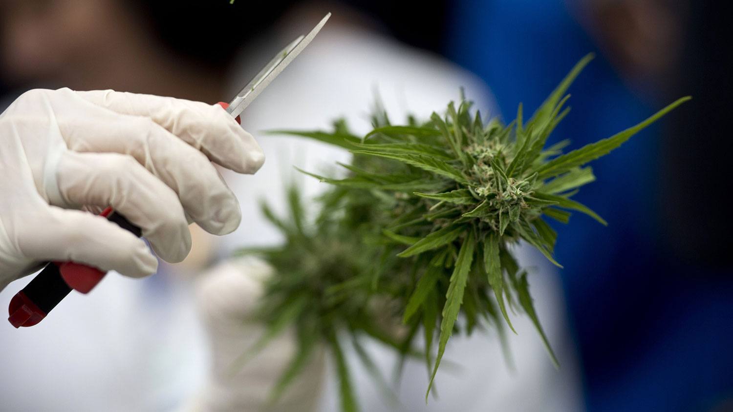 Image of a marijuana grow tech trimming cannabis flower for harvest