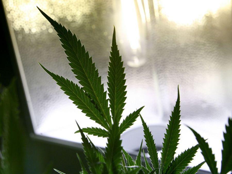Image of marijuana growing inside a home
