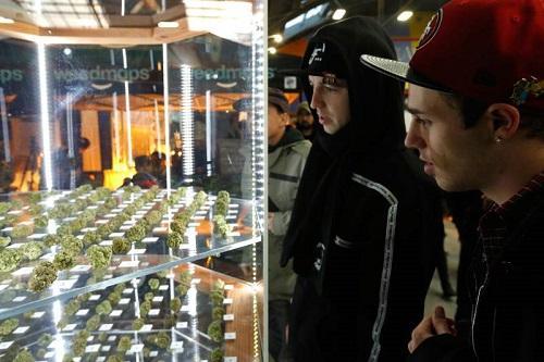 Two men gaze into a case displaying all 2015 cannabis entries for the Emerald Cup outdoor cannabis competition in Santa Rosa, California. Image: Alvin Jornada, The Press Democrat