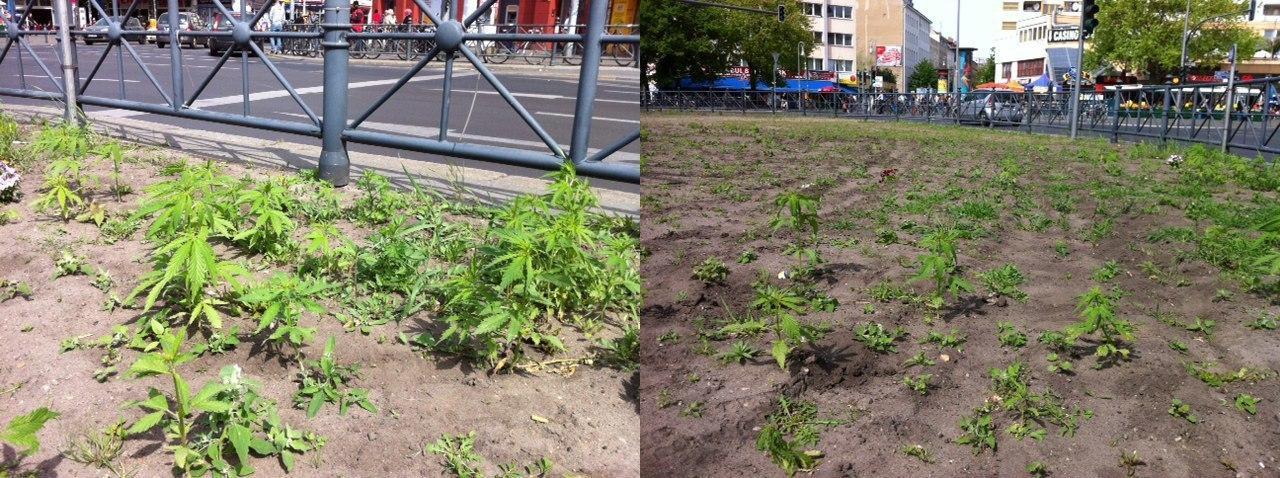 Image of many marijuana plants growing at Kottbusser Tor, one of Berlin's busiest train stations and road junctions.