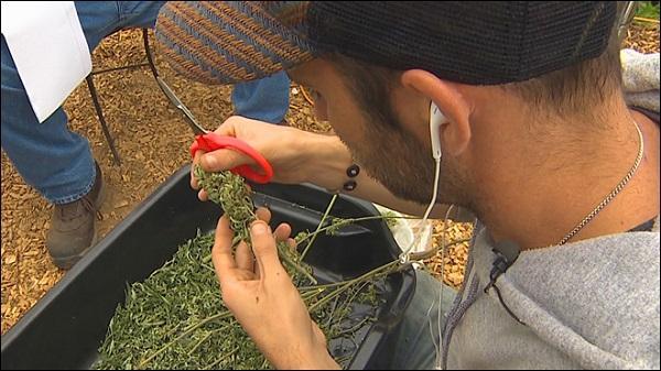 A bud trimmer at a medical marijuana operation near Vancouver, Washington. Image via KOMONews.com