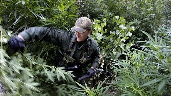 A warden with the California Department of Fish and Wildlife hacks down pot plants found growing in a deep ravine in the Sierra Nevada foothills. (Luis Sinco / Los Angeles Times)