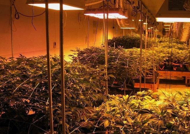 Cannabis under grow lights at a Denver facility. Image: WeedWorthy.com