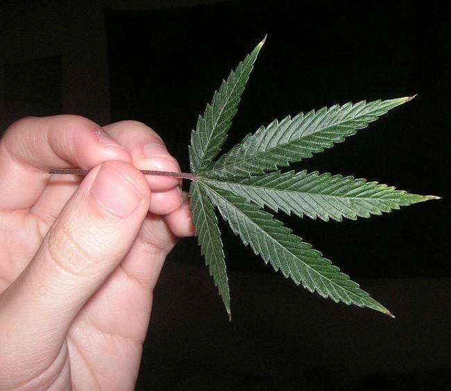 A five bladed leaf from a three month old female cannabis sativa plant. Image: Psychonaught via Wikimedia Commons