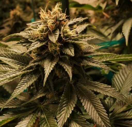 Cannabis Plant at a Denver grow facility. Image: WeedWorthy.com