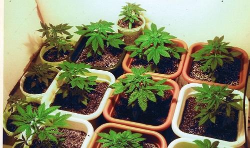 Image: A7nubis via Wikimedia Commons