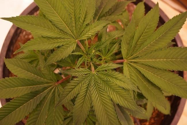 Cannabis plant at a Denver grow facilility. Photo: WeedWorthy.com