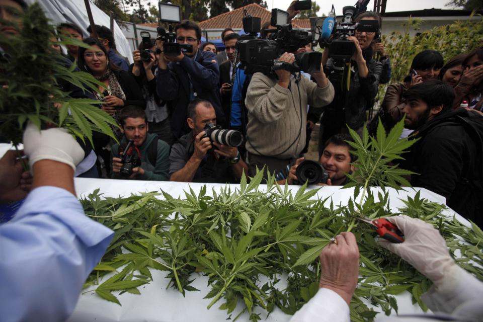 (AP Photo/Luis Hidalgo) Image of legal medical marijuana harvest in Chile