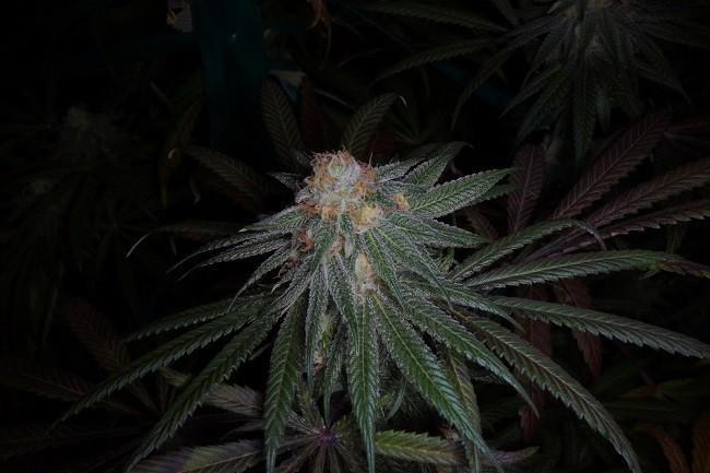 Cannabis Bud/Photo: WeedWorthy.com