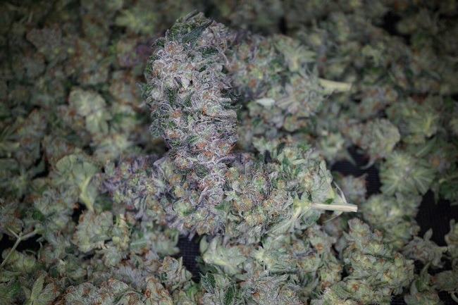 cannabis buds at Denver grow