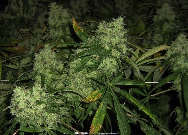 cannabis buds at a Denver grow facility. Image: WeedWorthy.com