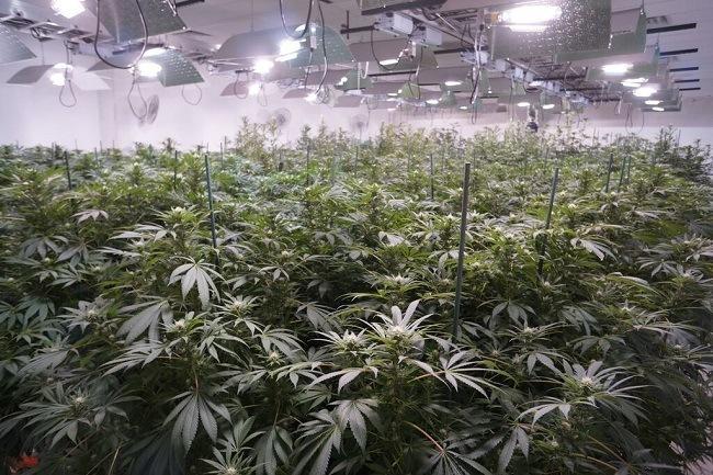 Grow room at a Denver facility. Image: WeedWorthy.com