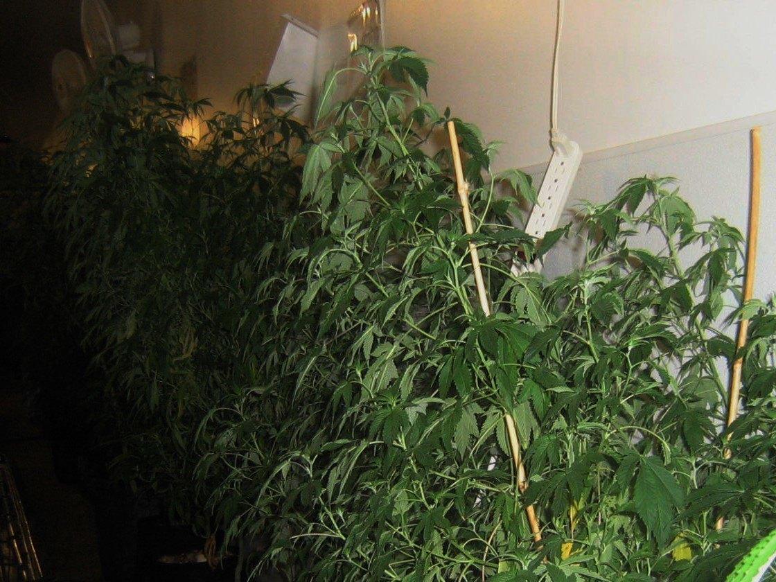Cannabis plants at a Denver grow facility. Image: WeedWorthy.com