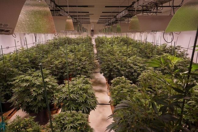 Cannabis grow operation in a Denver warehouse. Image: WeedWorthy.com