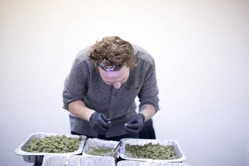 Mikey Deangelo processes flower at Dab Society Extracts in Portland. Image: Beth Nakamura, The Oregonian