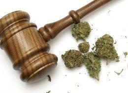Image of a gavel and marijuana to represent cannabis law 