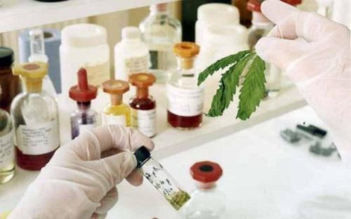A laboratory analysis of GW Pharmaceuticals' cannabis samples of Sativex. Image: PA via   Telegraph.co.uk 
