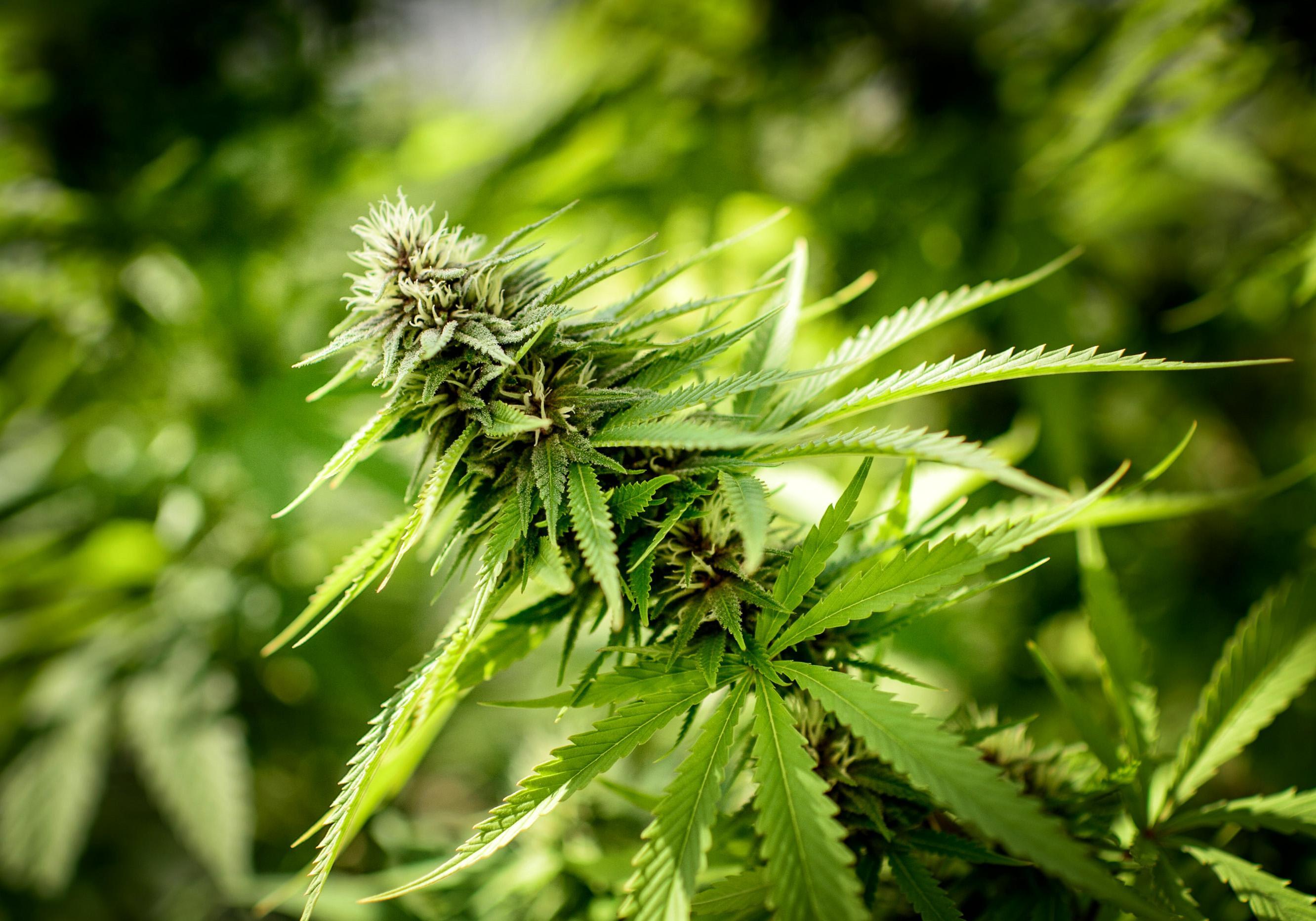 Image of marijuana plants