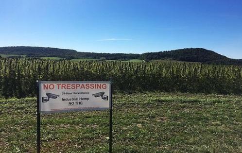 5 problems hemp farmers face this year - Cannabis News