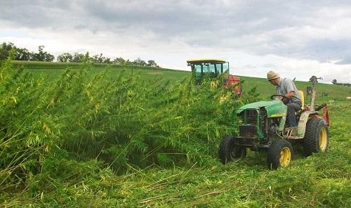 Pennsylvania's once vast hemp harvest reemerges from the weeds - Cannabis News