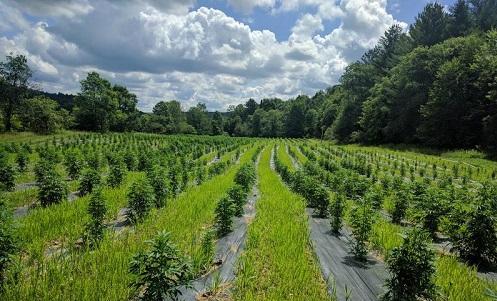 Poorer and wiser, fewer Vermont hemp farmers gear up this season - Cannabis News