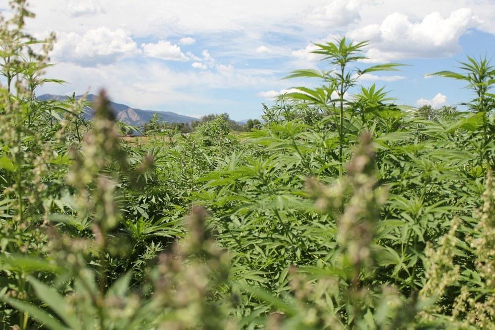 Image of legal hemp crop growing in the Colorado Front Range