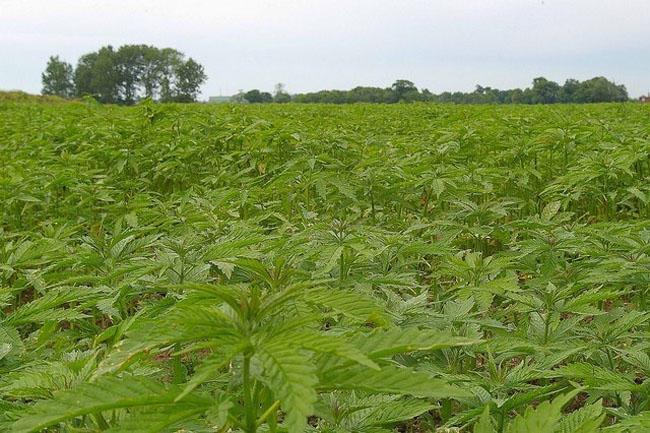 Hemp field