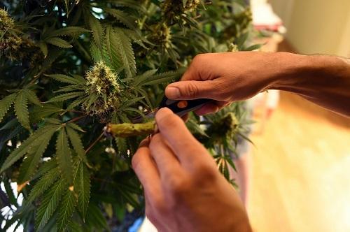 The first crop of homegrown pot is harvested inside an apartment in Washington. Image: Astrid Riecken for The Washington Post