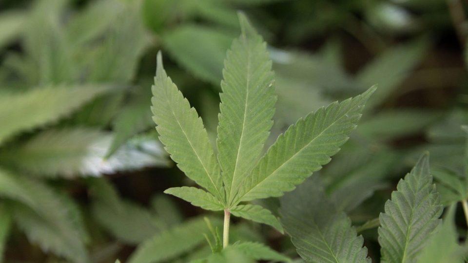 Image of a marijuana leaf.