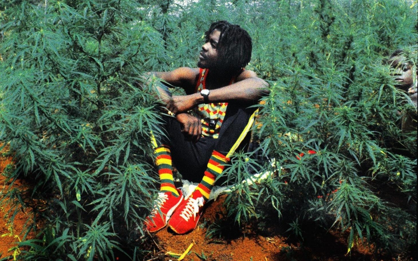 Image of Jamaica Rastafarian setting among marijuana plants