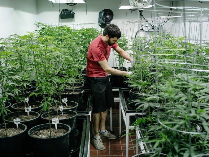 Image of a legal marijuana grow