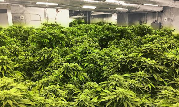 Image of a legal marijuana grow op in Colorado