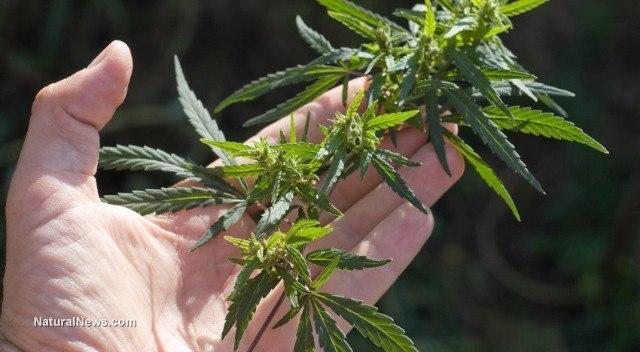 Image of a medical marijuana plant flower top