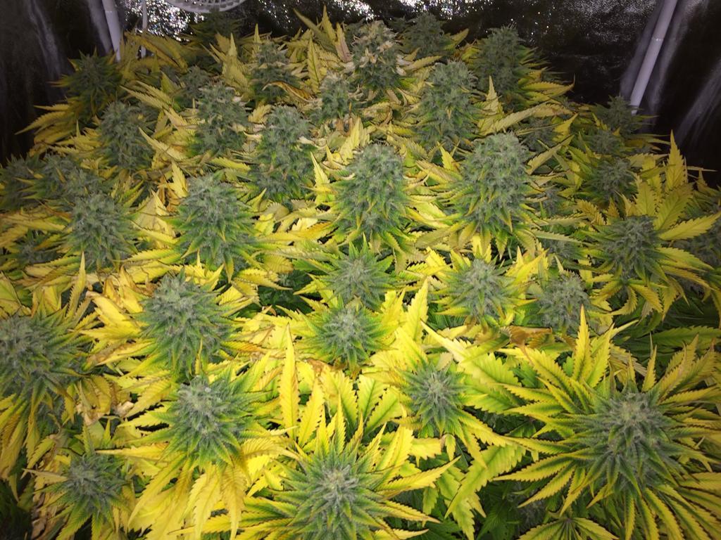 Image of an indoor marijuana grow
