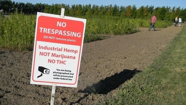A warning sign at a Purdue University research farm cautions visitors against taking cannabis sativa plants grown for research purposes. Image: Maureen Hayden/CNHI 