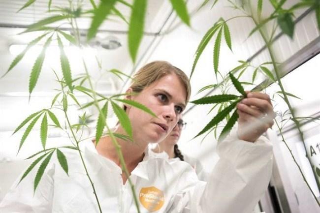 Sarah Stuive, biological control consultant, checks for bugs at Bedrocan Canada, a medical marijuana facility, in Toronto on Monday, August 17, 2015. Image: THE CANADIAN PRESS/Darren Calabrese 