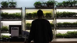 Image of Marijuana plants on display at a dispensary in Oakland